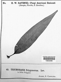 Trichobasis polygonorum image